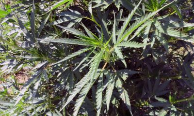 urlhttps3A2F2Fcalifornia times brightspot.s3.amazonaws.com2F422F2d2Fd4ad028444a6a869e17505e60c532Ffood and farm hemp growing pains