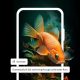 Adobe Firefly hero