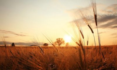 short august quotes