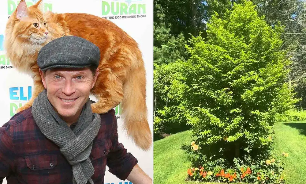 Bobby Flay Tree Cat Nacho 070425 fa6657662c5d45d6a650b85f6d05ac30