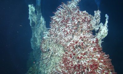 Holden sea microbes 20250724 001003