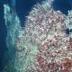Holden sea microbes 20250724 001003