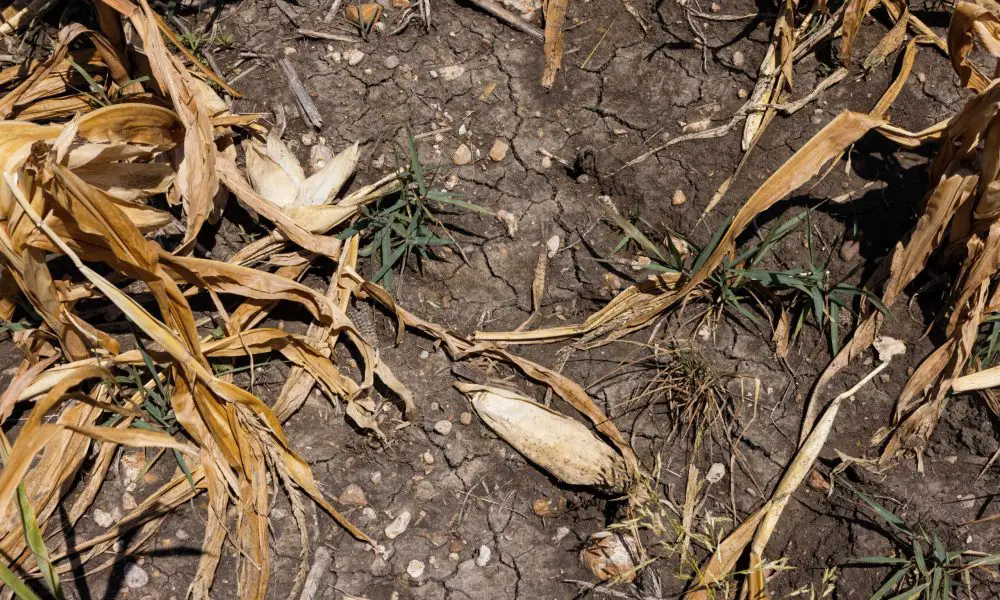 drought heat wave crop Bloomberg scaled
