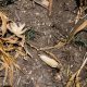 drought heat wave crop Bloomberg scaled