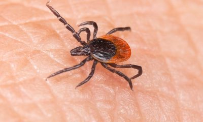tick