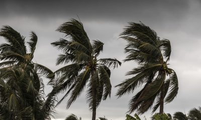 bigstock beginning of tropical storm blowing palm trees 340565797 scaled