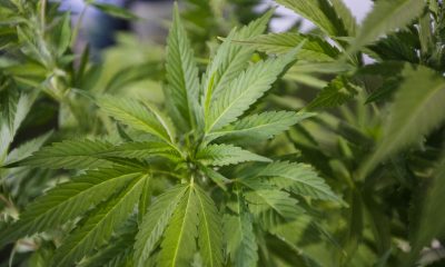 cannabis plant bloomberg scaled
