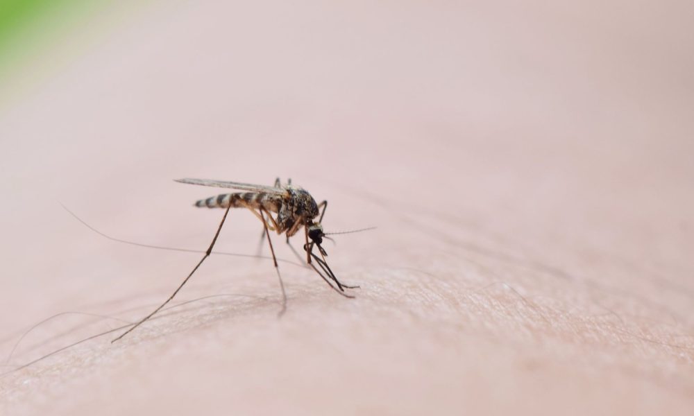 17834723 091725 wls adobe mosquito west nile img
