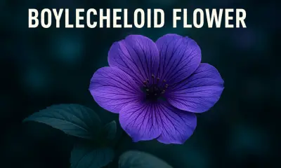 Boylecheloid Flower: Mystery of Cosmos bipinnatus Unveiled