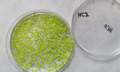 csm duckweed ff90f815e2 750 20260325 032109