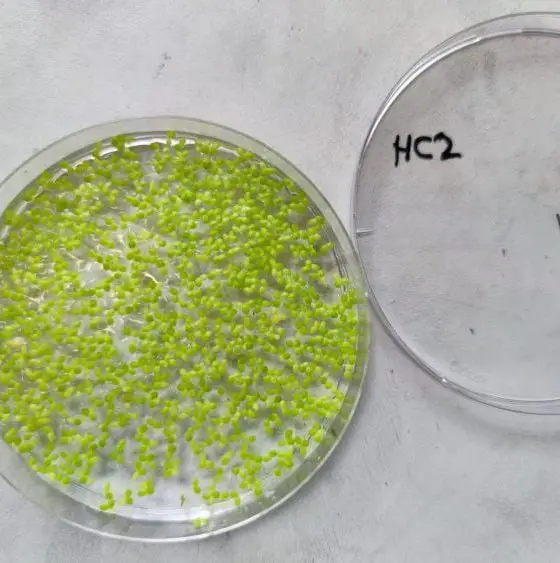 csm duckweed ff90f815e2 750 20260325 032109