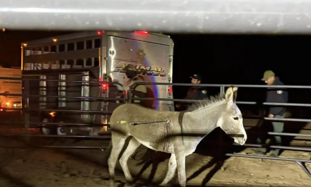 urlhttps3A2F2Fcalifornia times brightspot.s3.amazonaws.com2F482F772F89d8c1214bdfa75ccccea764