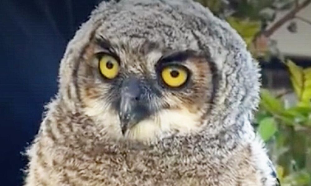 urlhttps3A2F2Fcalifornia times brightspot.s3.amazonaws.com2F2f2Fde2F939ebae44492936bfaa99f53