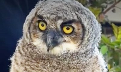 urlhttps3A2F2Fcalifornia times brightspot.s3.amazonaws.com2F2f2Fde2F939ebae44492936bfaa99f53