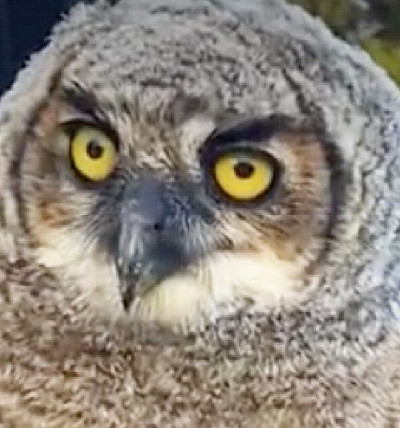 urlhttps3A2F2Fcalifornia times brightspot.s3.amazonaws.com2F2f2Fde2F939ebae44492936bfaa99f53