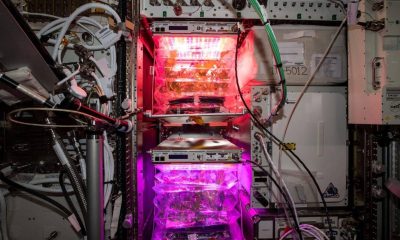 Veggie on ISS by NASA q5chql5x1h3we7zhq48c7wvc7uxgzuuk3tolpwz2v4 20260620 002601