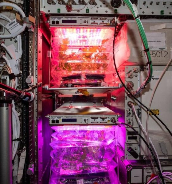 Veggie on ISS by NASA q5chql5x1h3we7zhq48c7wvc7uxgzuuk3tolpwz2v4 20260620 002601