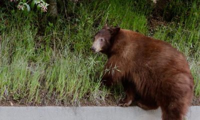 urlhttps3A2F2Fcalifornia times brightspot.s3.amazonaws.com2Fc52F922Fdbf7df014c829eb7b99974b5
