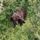 bear alaska ht jef 260721 1784640814639 hpMain 16x9