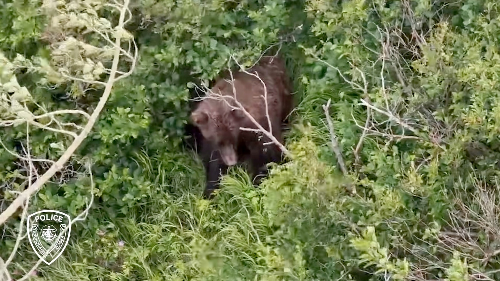 bear alaska ht jef