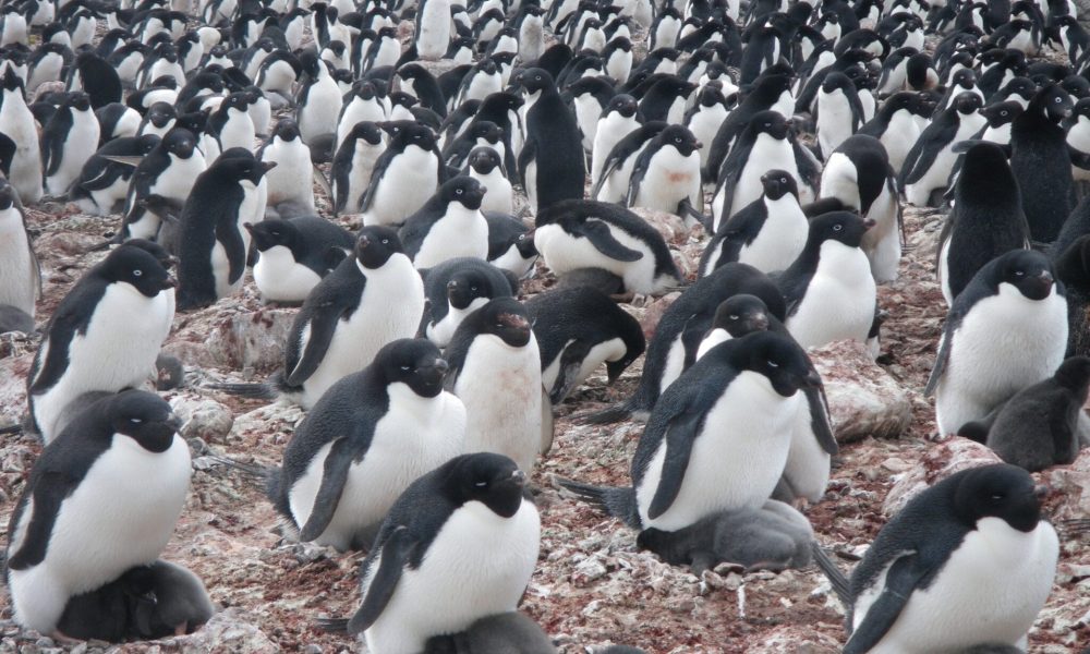 penguin colony 2048x1536 20260716 232345