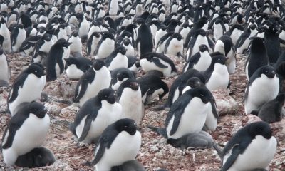 penguin colony 2048x1536 20260716 232345