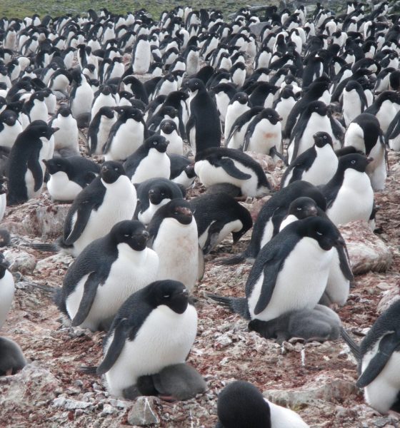 penguin colony 2048x1536 20260716 232345
