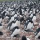 penguin colony 2048x1536 20260716 232345