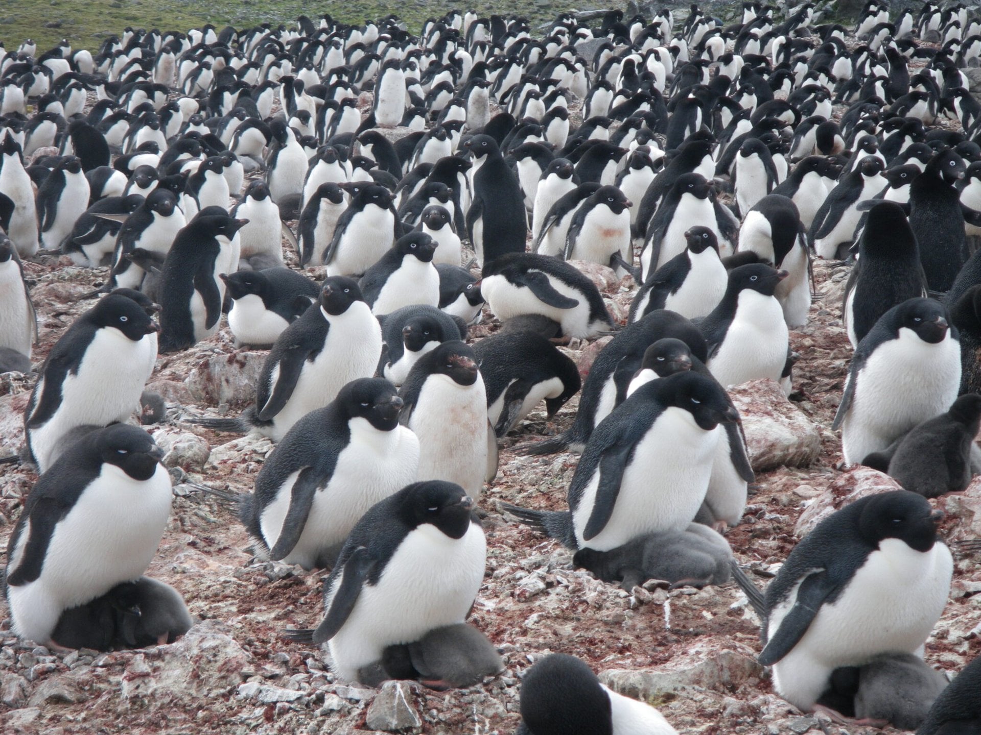 penguin colony